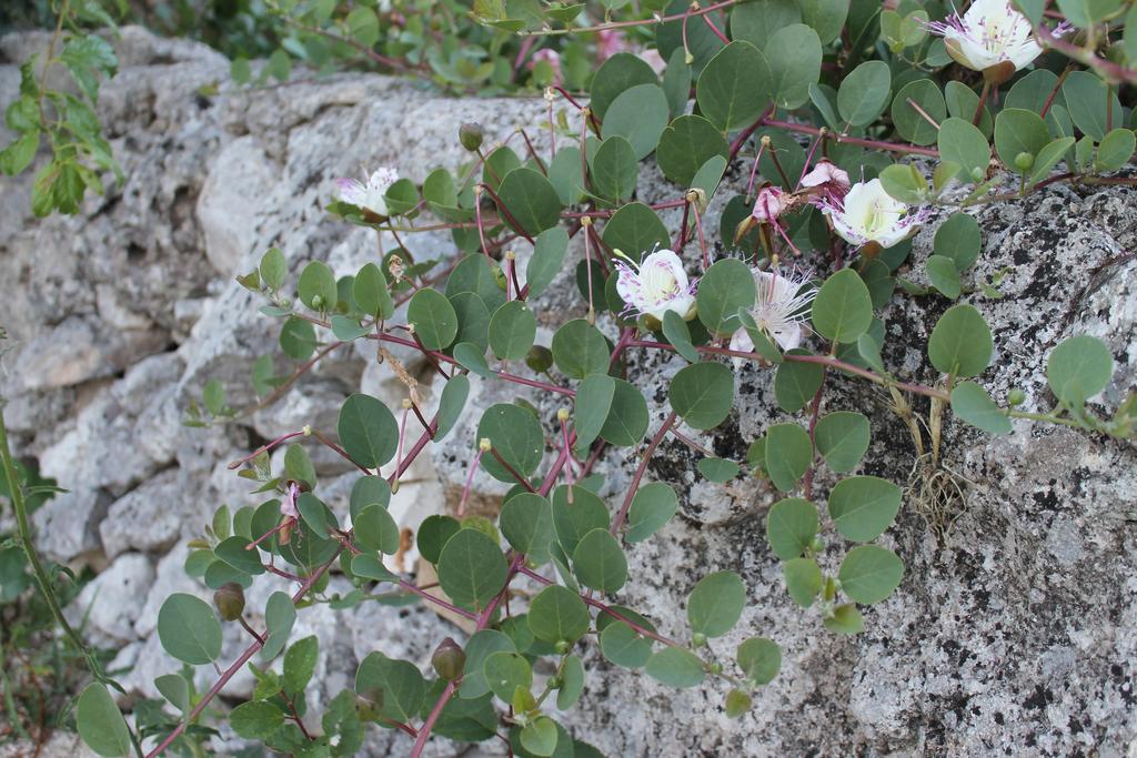 La Casa Del Nonno Bed and Breakfast Alberobello Eksteriør billede